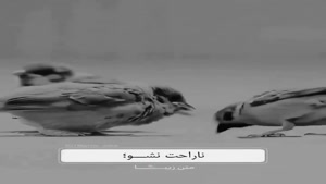کلیپ سنگین تیکه دار/حرمت نون و نمک