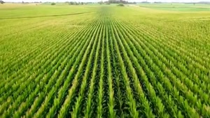 همه چیز درباره  دونه ی دردسر ساز