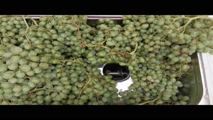دستگاه آبغوره و آب انگورگیری چندکاره | عملکرد تمیز، عصاره 