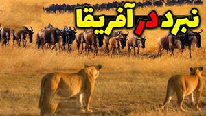 مستند حیات وحش - نبرد حیوانات وحشی آفریقا 