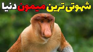 مستند حیات وحش - هوس بازترین میمون دنیا - دماغ دراز