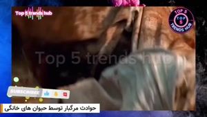 حیوانات خانگی که به طرز وحشت_ناکی صاحبانشون رو خوردن