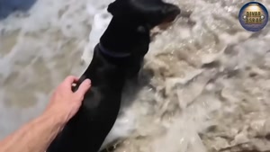 فیلم لحظه حمله وحشتناک نهنگ قاتل به 3 نفر جلوی چشم همه!
