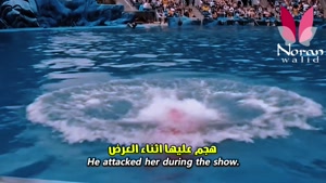 داستانی که میلیون‌ها نفر را فریب داد! حمله نهنگ به جسیکا
