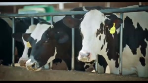 دانلود سریال فوفو مسافری از کامادو | با بازی الیکا عبدالرزاق