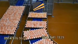 نوار نقاله | کاربر نوار نقاله | 09149169630
