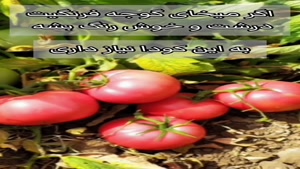 کود پتاس بهترین کود برای گوجه فرنگی 