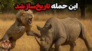 مستند حیوانات _ نبرد شیر و کرگدن غول پیکر
