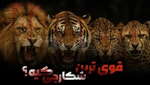 مستند حیوانات _ نبرد شیر ، ببر ، پلنگ و یوز
