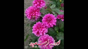 کلیپ زیبا برای صبح شنبه دلنشین