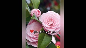 کلیپ صبح بخیر عاشقانه