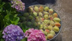 پاپایای ترش – طعمی از نوستالژی برای مردم یونان