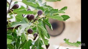 بهترین کود برای فیکوس