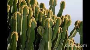 کاکتوس Cactus