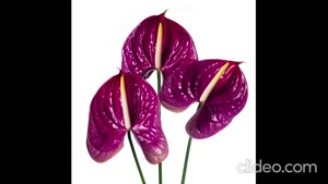 سوختگی آنتوریوم