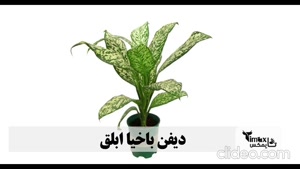 گل دیفن باخیا چند روز یکبار آب میخواد؟