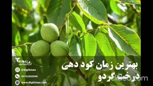 بهترین زمان کود دهی درخت گردو