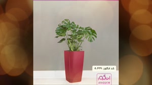 سفارش مونسترا شیک
