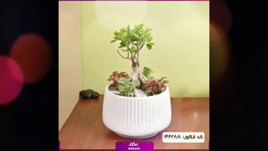 سفارش بونسای لاکچری