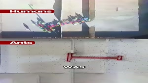 ants and humans