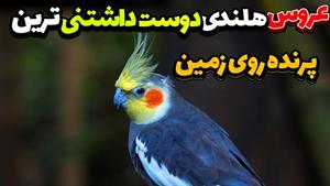باهوش‌ترین و خنده‌دارترین طوطی‌ کاسکوهای ایران