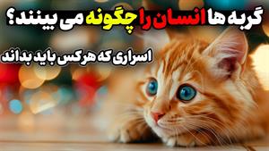 حیات وحش - علت رفتارهای عجیب گربه ها