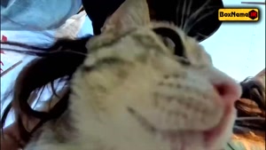 دانلود کامل برنامه کارناوال رامبد جوان - قسمت ۱ تا ۸