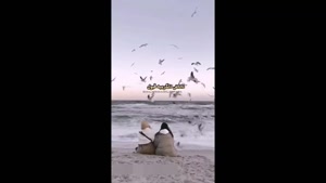 کلیپ خواهرانه / استوری خواهرم دوست دارم / کلیپ خواهر
