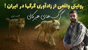 مستند حیوانات _ مستند گرگ‌های هیرکانی