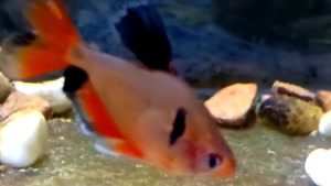 Aquarium fish 14040707