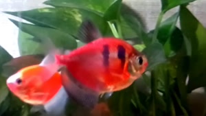 Aquarium fish 14040707