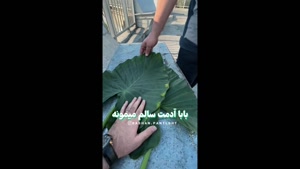 خرید لامپ رشد گیاه در کیانپارس اهواز