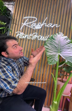 خرید لامپ رشد برای گیاه زاموفیلیا