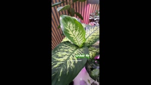 لامپ رشد برای دیفن باخیا