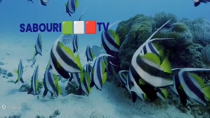 تلویزیون اینترنتی مجتبی صبوری