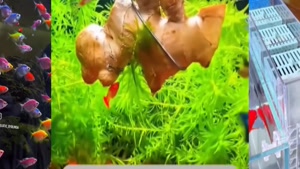 برترین نمونه های آکواربوم ماهی های آب شیرین