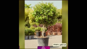 سفارش گلدان یاس هلندی