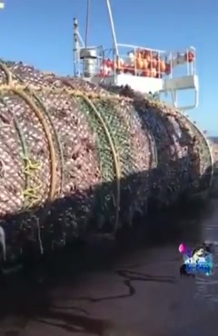 602 4C overfishing