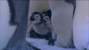 602 4A Emperor Penguins Huddle for Warmth  Nature on PBS