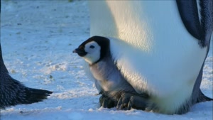 602 4A How Penguin Moms Find Their Chicks