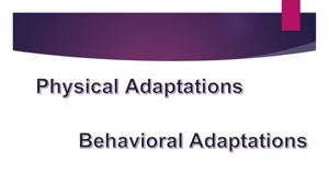 602 4A Animal Adaptations2