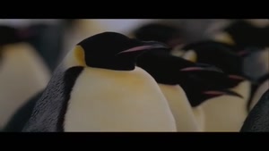 602 4A The Penguin Story