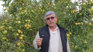 ۸۵ هکتار از باغات شهرستان پیرانشهر آسیب دیده اند