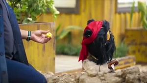 کارناوال - برنامه کارناوال رامبد جوان