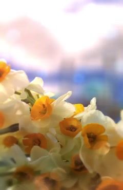 کلیپ نیمه شعبان مبارک / کلیپ زیبای ولادت امام زمان