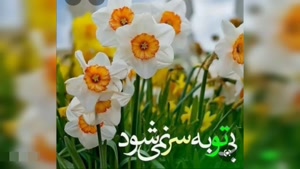 کلیپ شاد ولادت حضرت مهدی/ کلیپ ولادت امام زمان