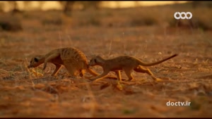 شباهت حیوانات ۳