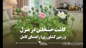 کاشت خشخاش در منزل | تایمکس