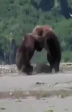درگیری ترسناک دو خرس به خاطر یک ماهی!1
