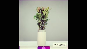  سفارش گیاهان خاص برای تولیدکنندگان محتوا